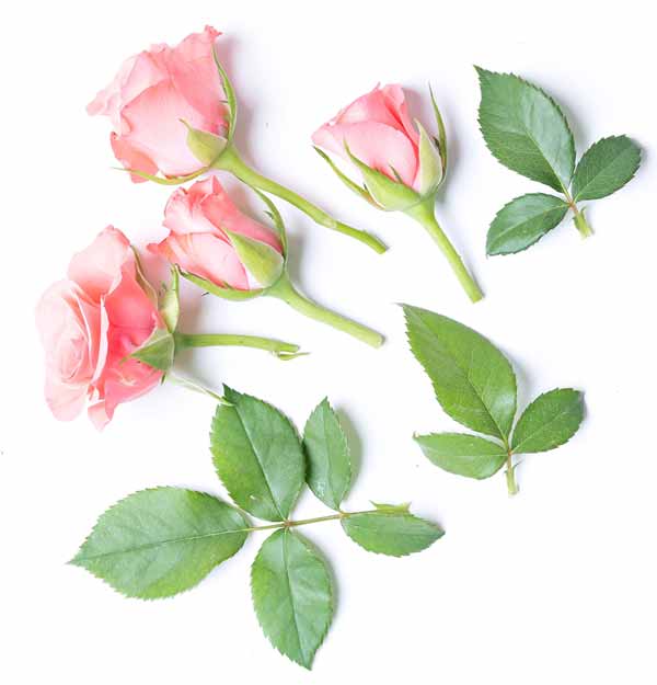 roses2